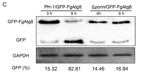 36135661 ET1601-4.png