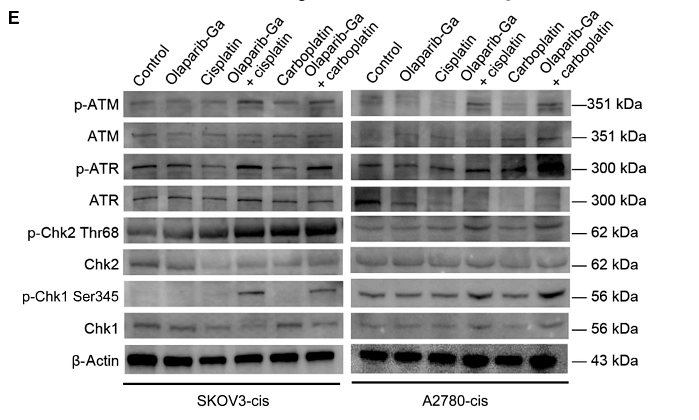 36930754 HA500176.png