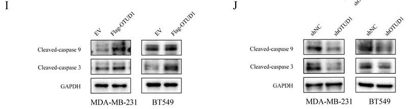 37257246 ET1602-47.jpg