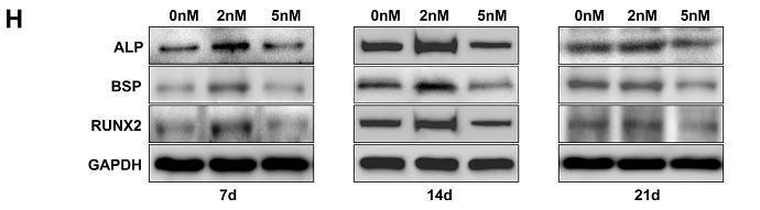 36814286 ET1612-47.png