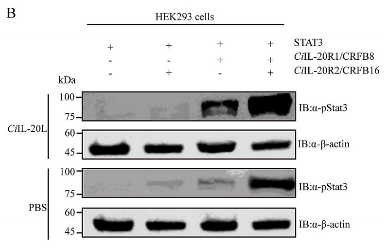 36414129 ET1607-39.jpg