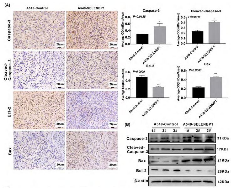 37606338 ET1602-39.png