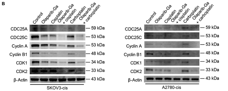 36930754 ET1602-6.png