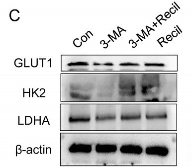 35525303 HA500186 WB.png