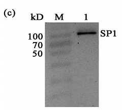 34826090 R1207-2.png