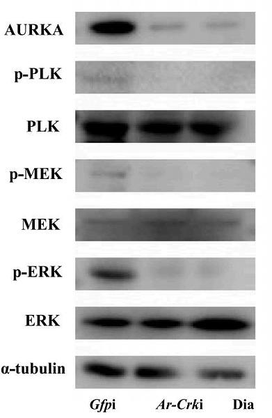 36893874 HA721913.jpg