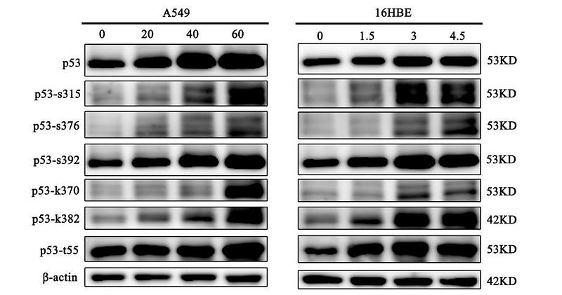 34798143 ET1602-38.jpg