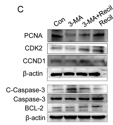 35525303 BCL2 WB.png