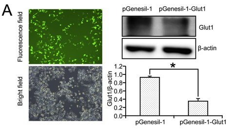 31954765 ET1601-10-1.png