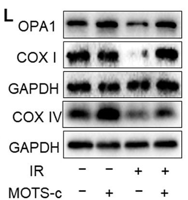 Zhang Yanli,et al-2.png