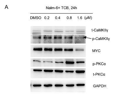 31247466 ET1702-17.png