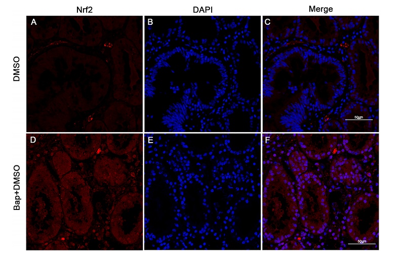 37837868 R1312-8 IF-TISSUE.png