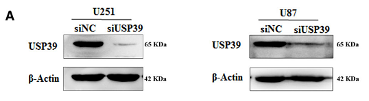 33811456 EM21002-2.png