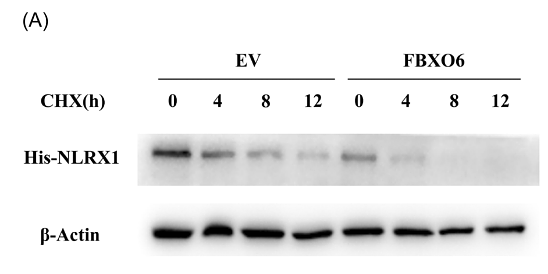 36217277 ER65729.png