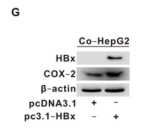 36232960 ET1610-23.png