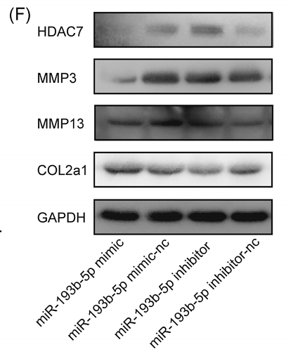 30854734- -ET1612-67.png