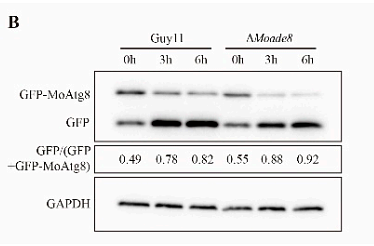 36135640 ET1607-73.png