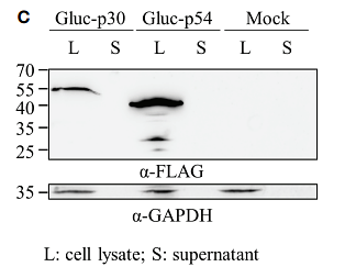 36189357 ET1601-4.png