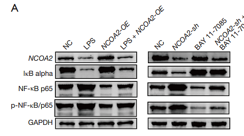 36923094 ET1603-12.png