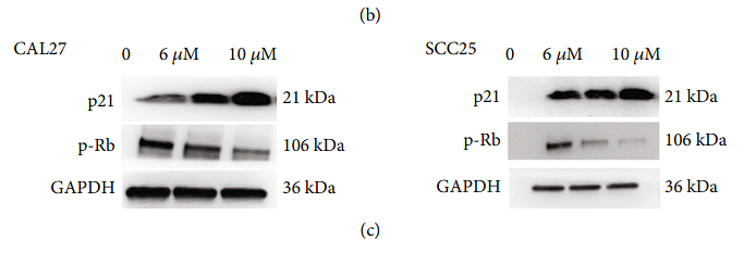 36247874 ET1601-4.png