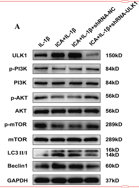 36253872 ET1609-51.png