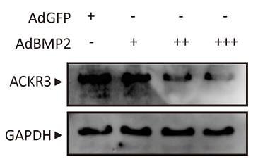 37141639 ET1611-3.jpg