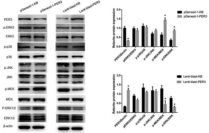 36278918 ET1702-65.png