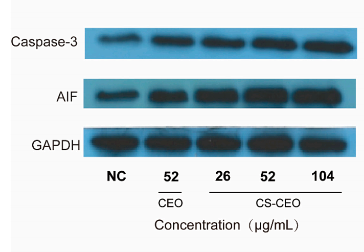 36367479 ET1602-39.png