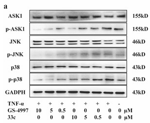 He Mengni,et al-5.png