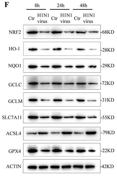 37146698 ER1706-41.jpg