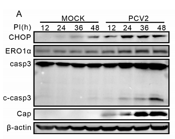 36037618 ET1703-05.png