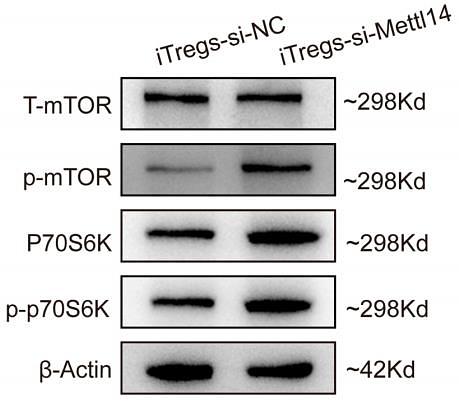 37121553 ET1608-5.jpg