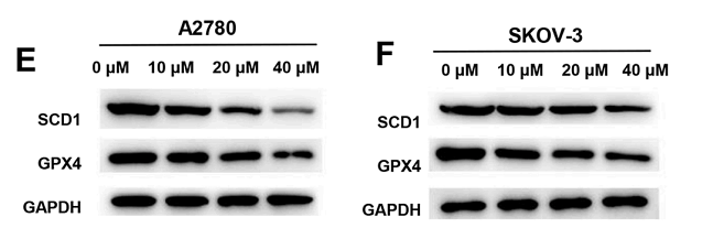 35526323 ER1916-26.png