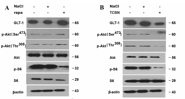 36436003 ET1609-51.png