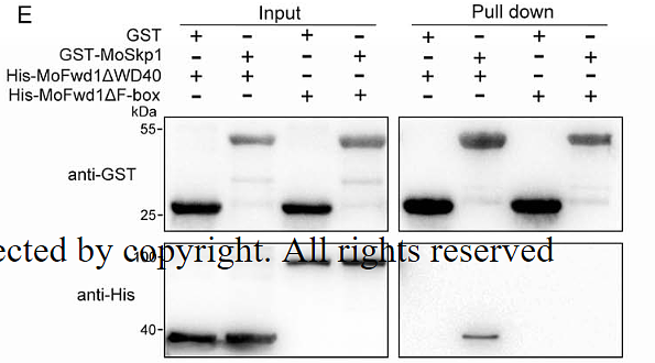 31145534 R1207-2.png