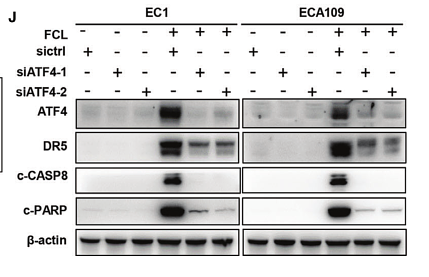 34195076 ET1608-10.png