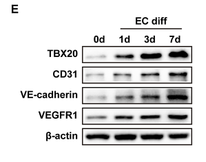 34150759 ER50803-1.png