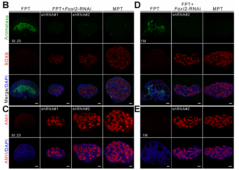 35819065 ER1802-38.png