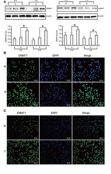 30229399 ET1702-77.png