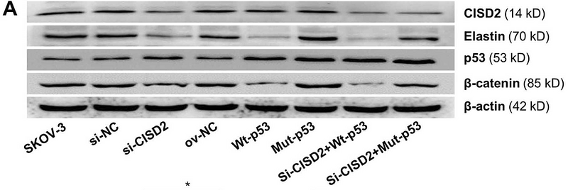 Wang Yaqin,et al-4.png