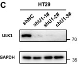 34887757 ET1704-63.tif