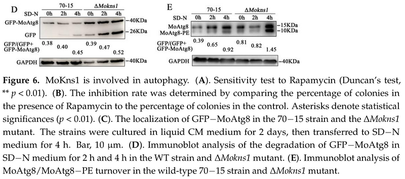 35897680 ET1601-4.png