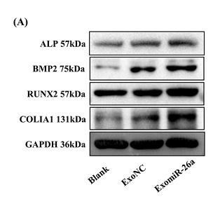 37195490 ET1612-47.png