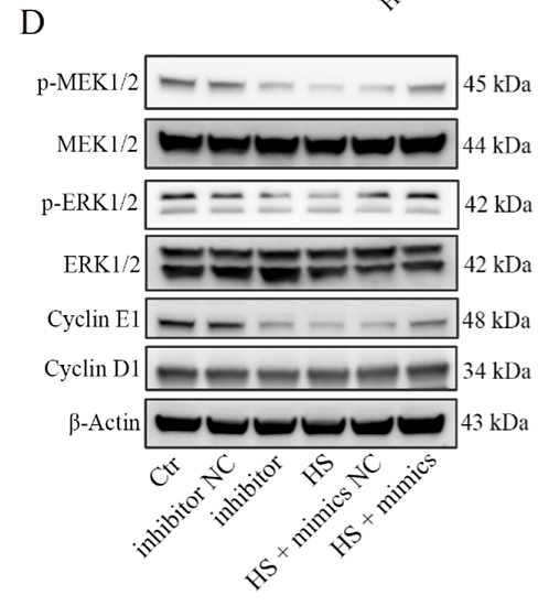 36881375 ET1601-29.png