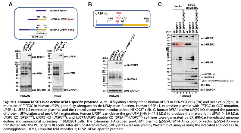 35525273 ET1601-4.png