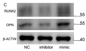 31497198 EM21002.png