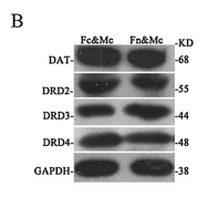 31945395 ER1907-70.png