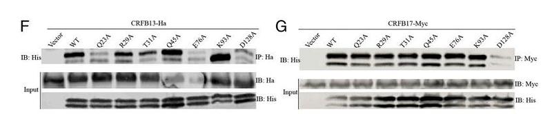 36426983 R1207-2.jpg