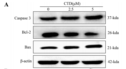 33152469 EM21002.png