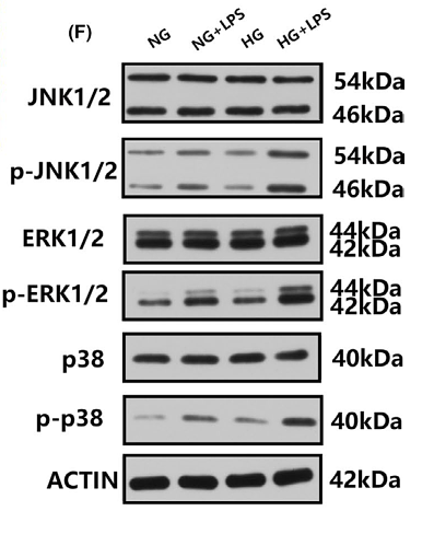 34190354 ER2001-52.png